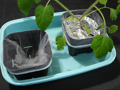 Resize of IMGP0050_thumb.jpg